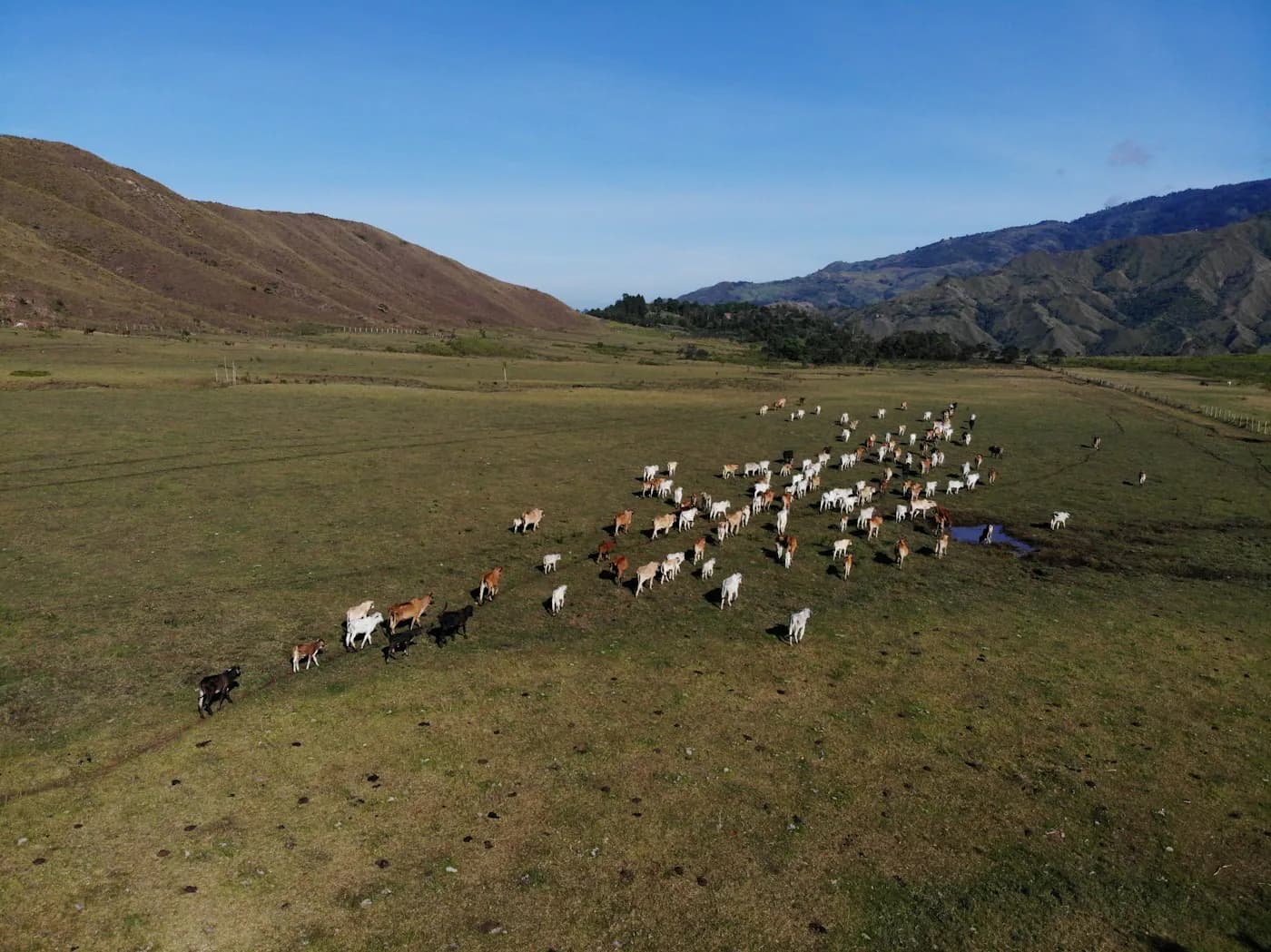 Cattle observed from the air