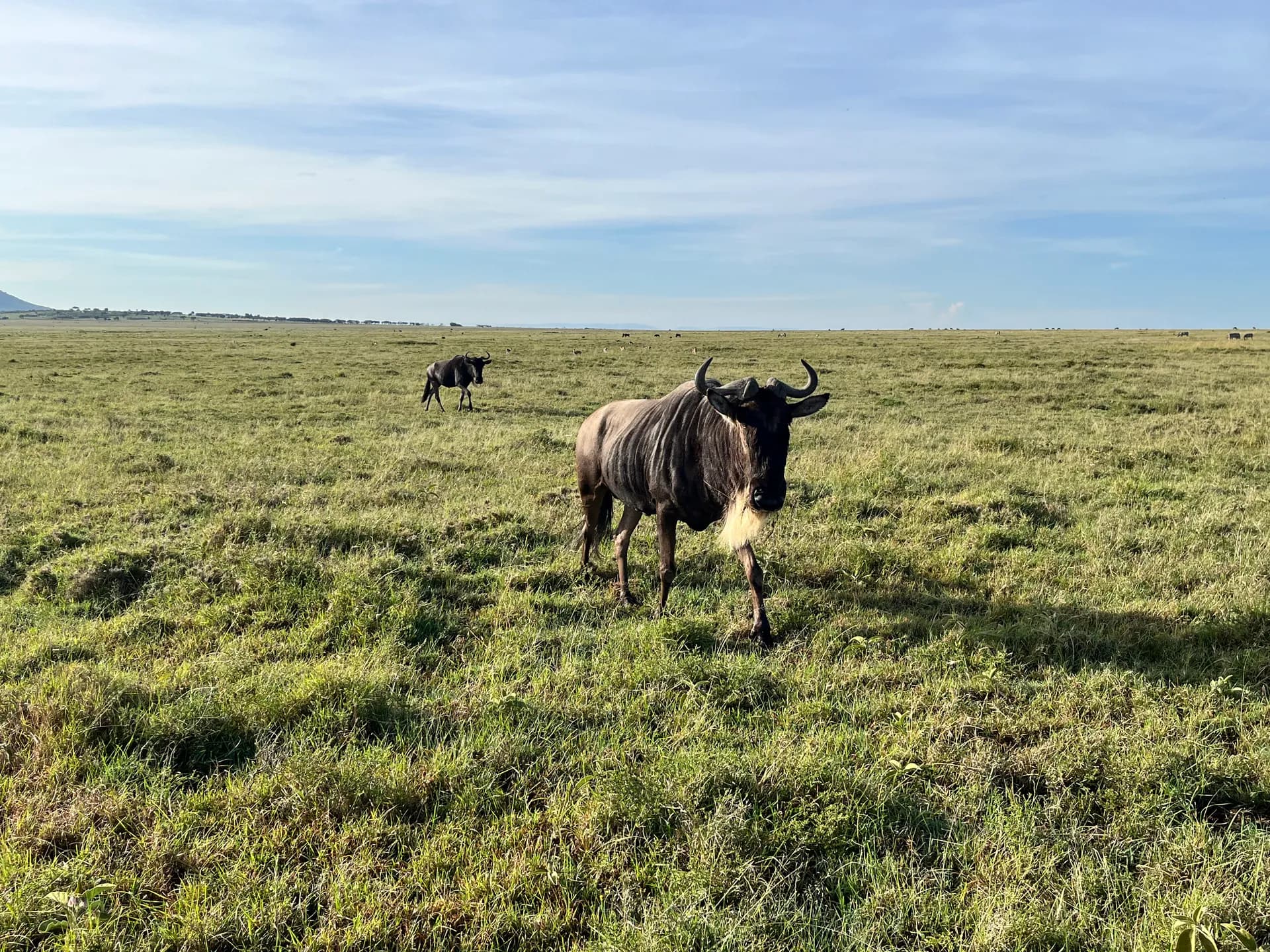 Wildebeest on the savanna