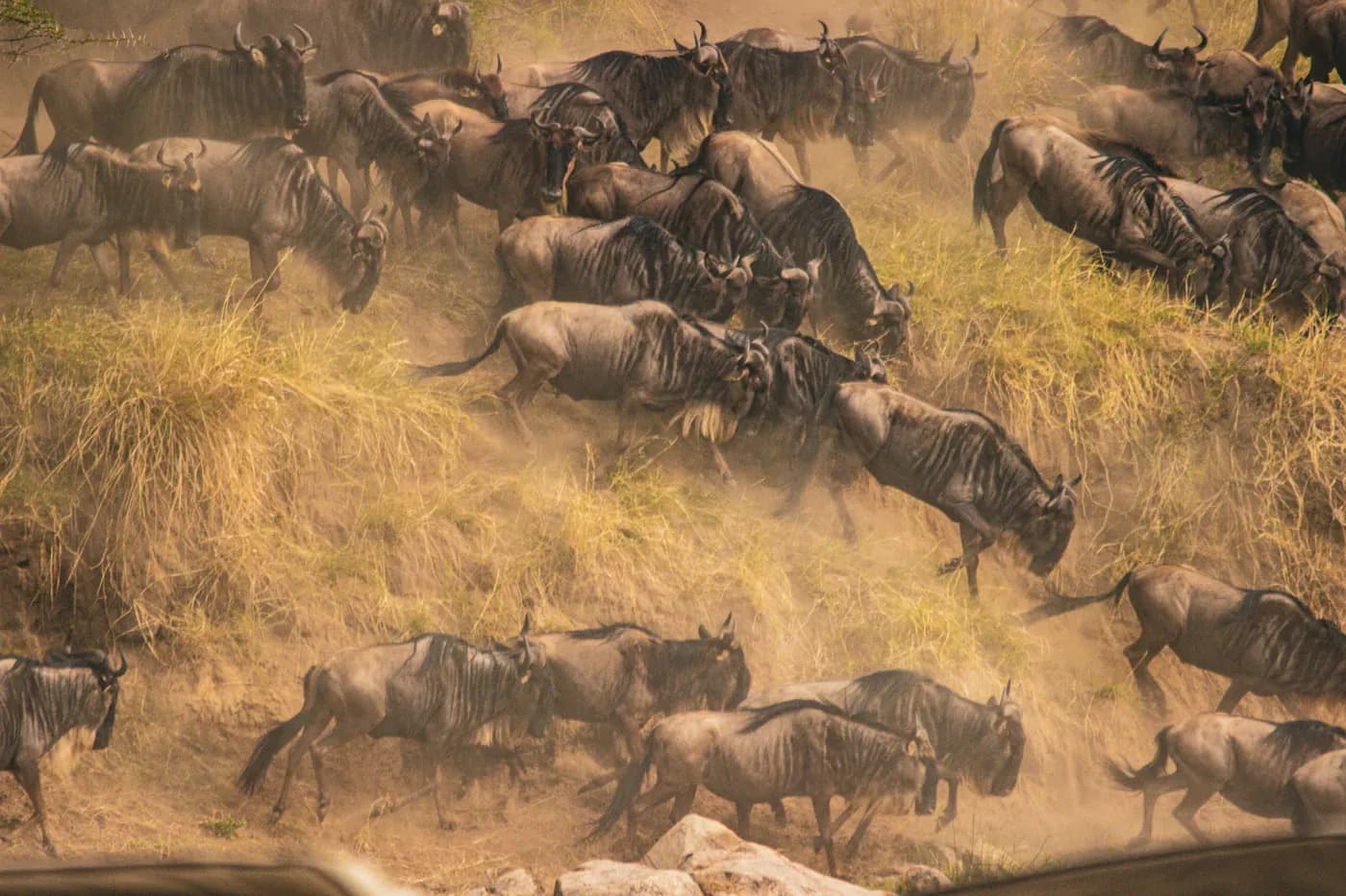 AI detection of multiple species in survey imagery