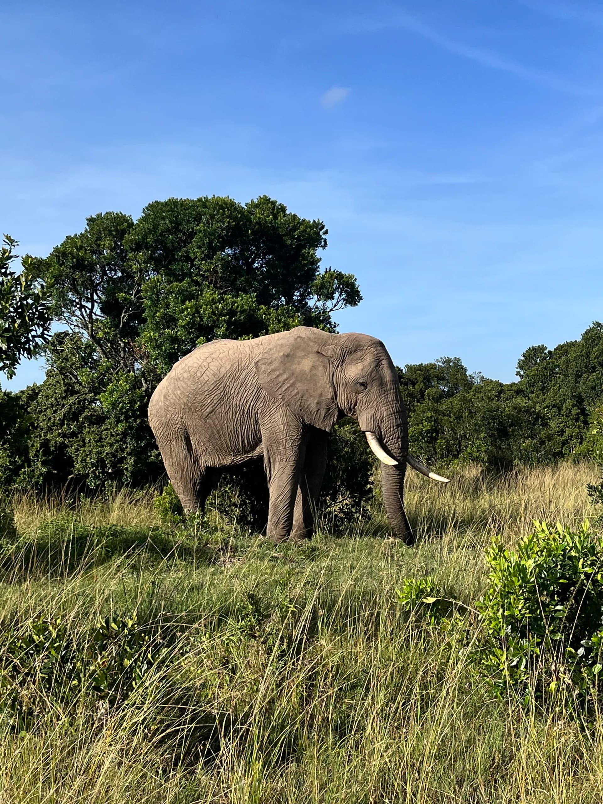Elephant in its natural habitat